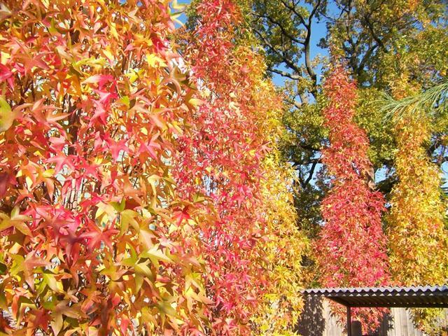 Slender Silhouette Sweetgum trees